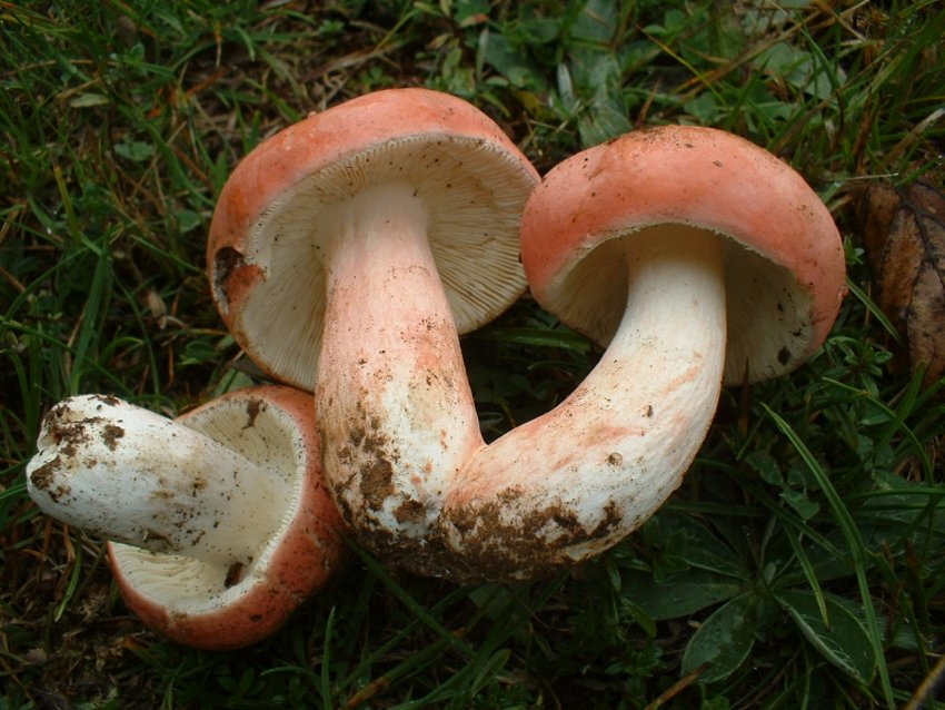 russula da determinare